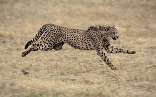Cheetah running on brown field